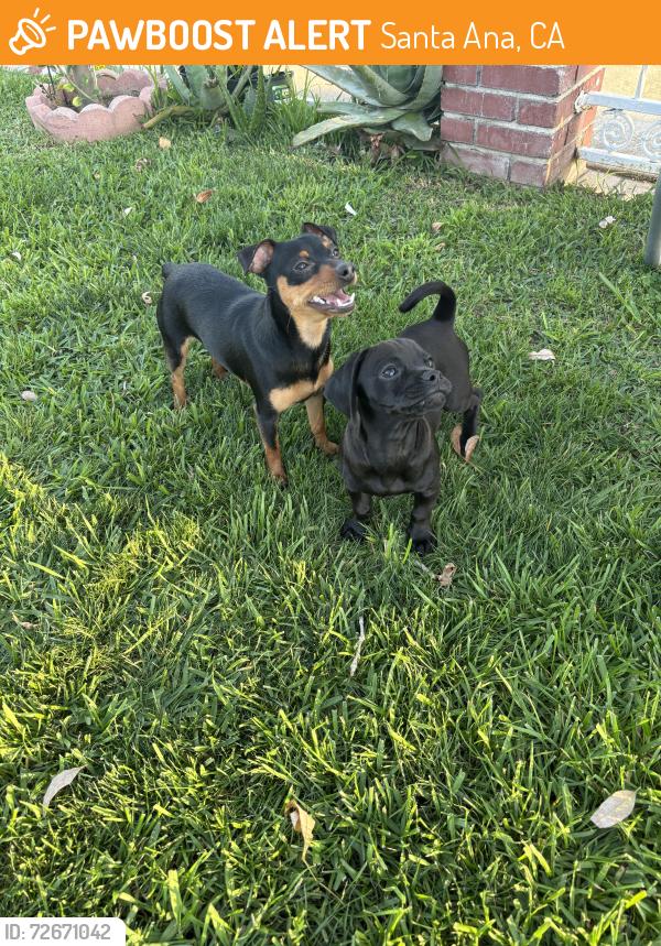 Found/Stray Male Dog last seen Pacific , Santa Ana, CA 92701