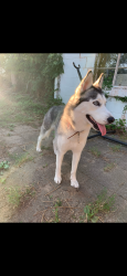 Lost Female Dog last seen Lynn, Independence, MO 64055