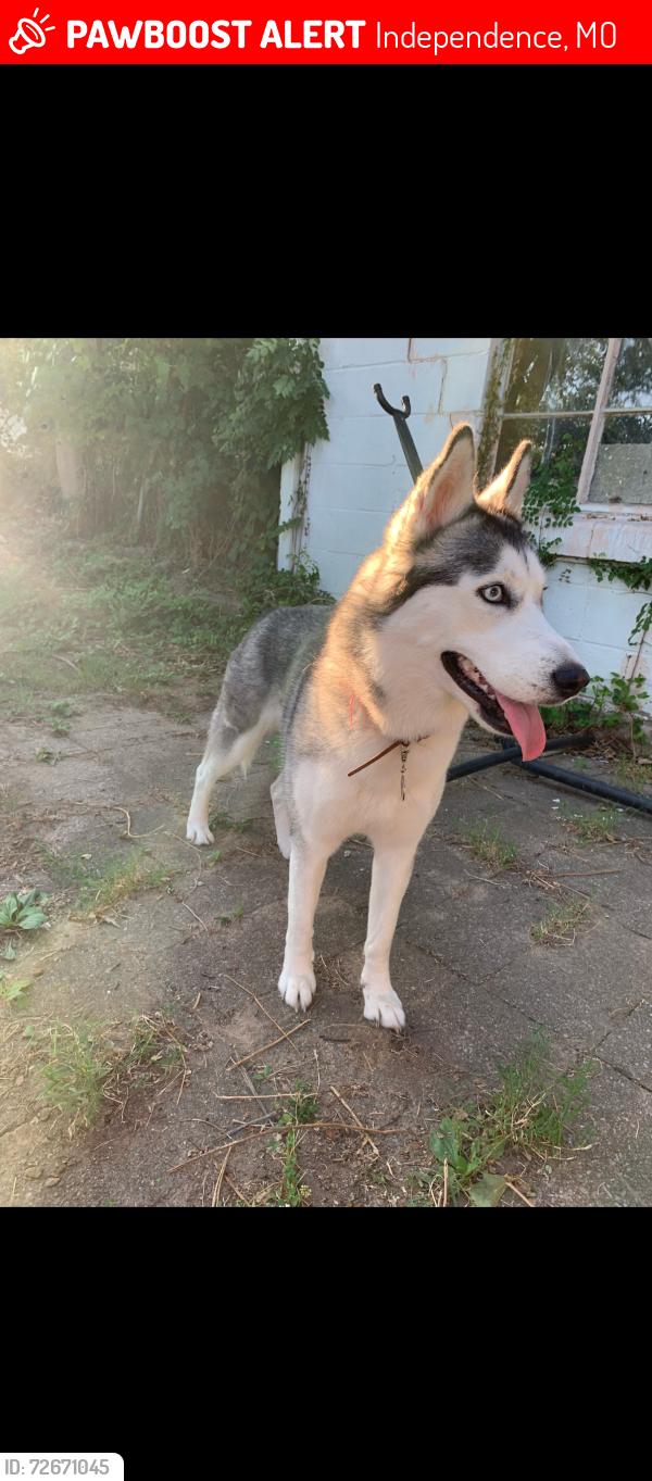 Lost Female Dog last seen Lynn, Independence, MO 64055