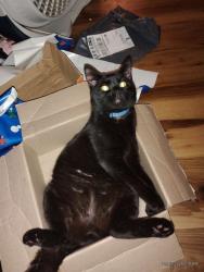 Lost Male Cat last seen Glyding eagals marketplace, Kingston, WA 98346