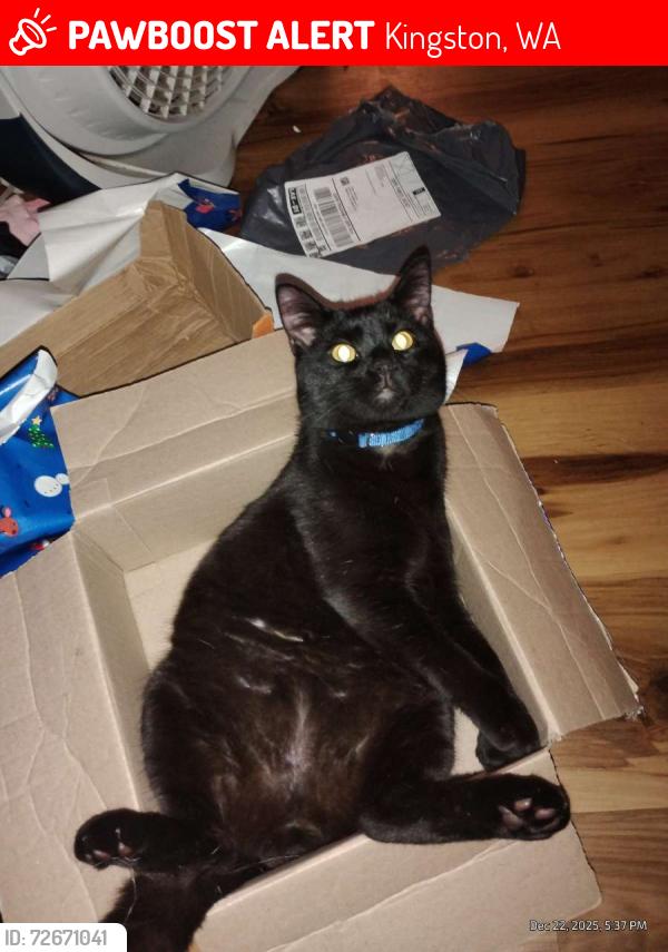Lost Male Cat last seen Glyding eagals marketplace, Kingston, WA 98346
