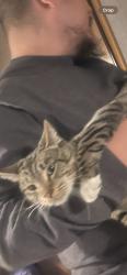 Lost Male Cat last seen Sears, San Diego, CA 92114