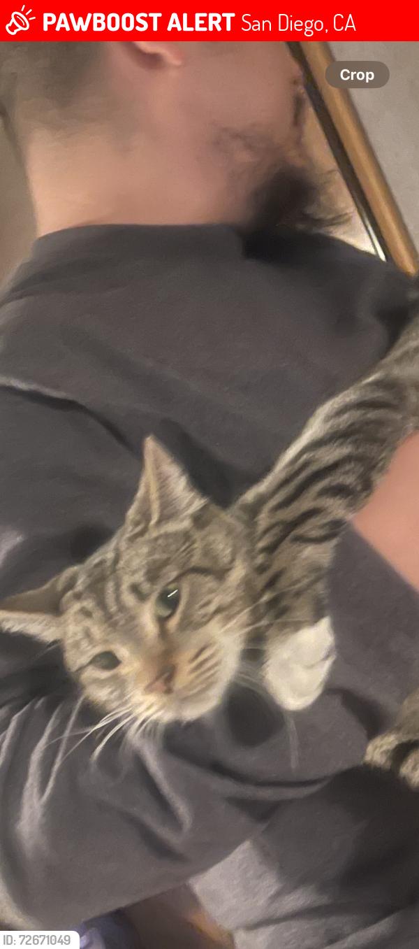 Lost Male Cat last seen Sears, San Diego, CA 92114