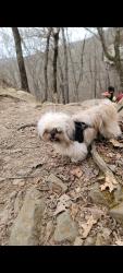 Lost Female Dog last seen Ralph Hall, Rockwall, TX 75032