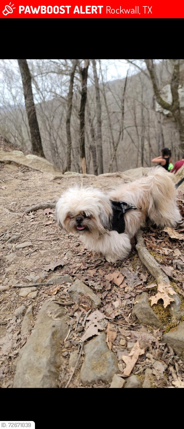 Lost Female Dog last seen Ralph Hall, Rockwall, TX 75032