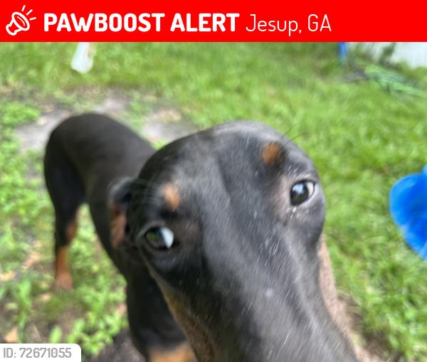 Lost Female Dog last seen Shucks, Jesup, GA 31546