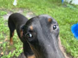 Lost Female Dog last seen Shucks, Jesup, GA 31546