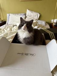 Lost Male Cat last seen Glendale blvd near ginger grass restaurant, Los Angeles, CA 90039