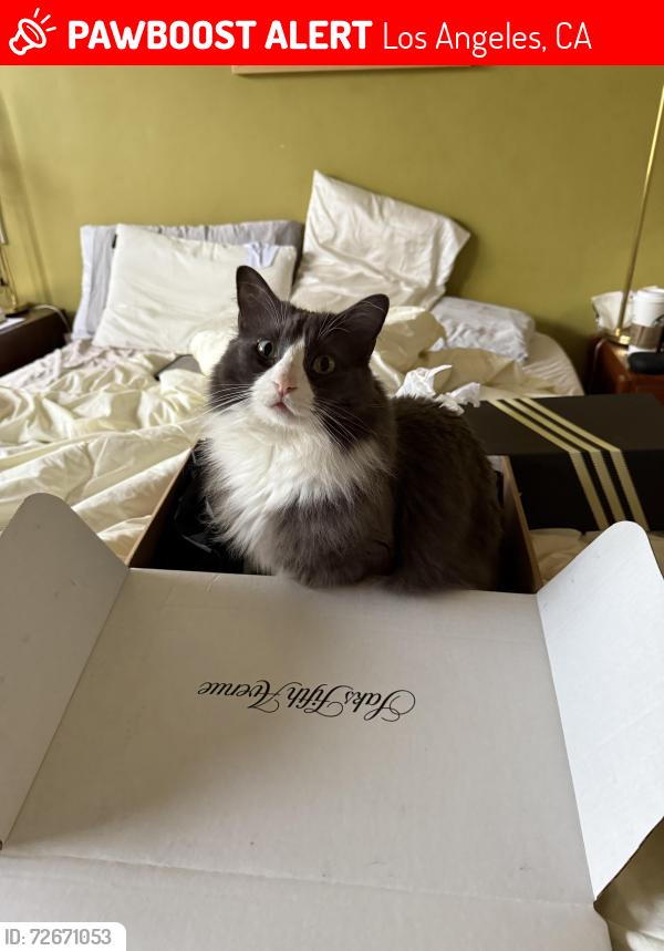 Lost Male Cat last seen Glendale blvd near ginger grass restaurant, Los Angeles, CA 90039