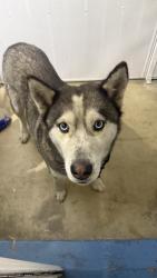 Found/Stray Male Dog last seen Near school, Westminster, CA 92683