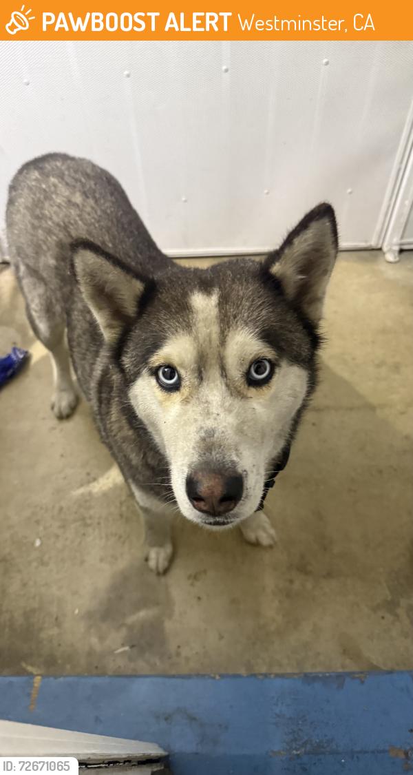 Found/Stray Male Dog last seen Near school, Westminster, CA 92683