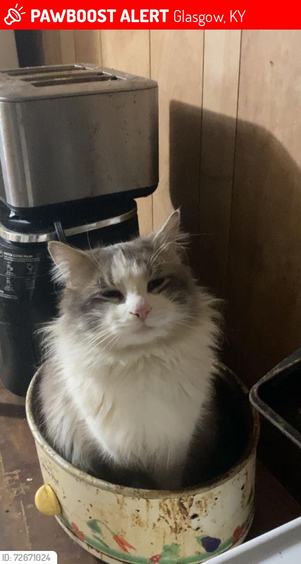 Lost Male Cat last seen Columbia ave, Glasgow, KY 42141