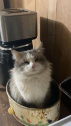 Lost Male Cat last seen Columbia ave, Glasgow, KY 42141