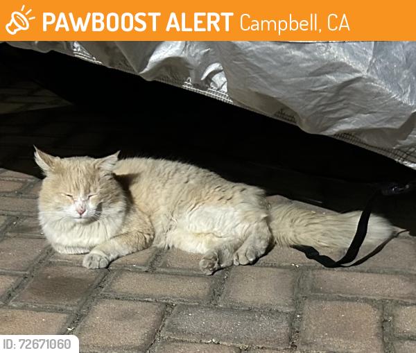Found/Stray Unknown Cat last seen Patricia Court, Campbell, CA 95008