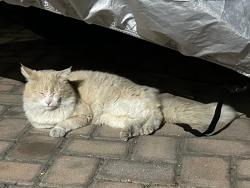 Found/Stray Unknown Cat last seen Patricia Court, Campbell, CA 95008