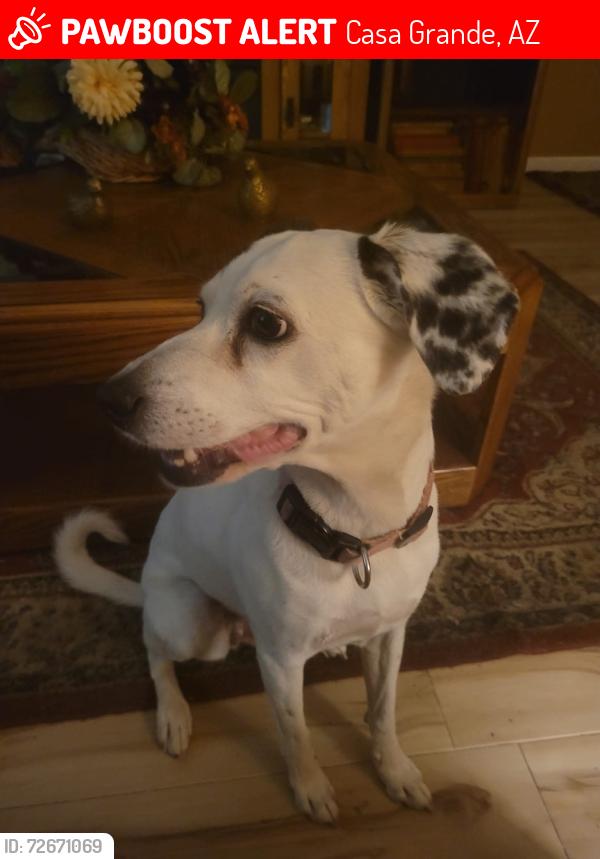 Lost Female Dog last seen Near e Randolph Rd and mannana dr, Casa Grande, AZ 85194