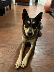 Found/Stray Male Dog last seen Center & Park Row, Arlington, TX 76010