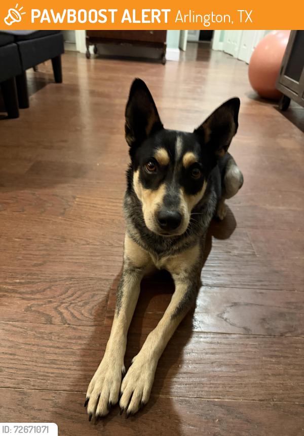 Found/Stray Male Dog last seen Center & Park Row, Arlington, TX 76010