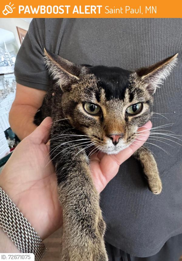 Found/Stray Unknown Cat last seen Watson and Syndicate, Saint Paul, MN 55116