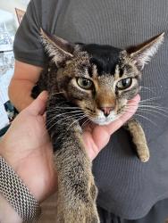 Found/Stray Unknown Cat last seen Watson and Syndicate, Saint Paul, MN 55116