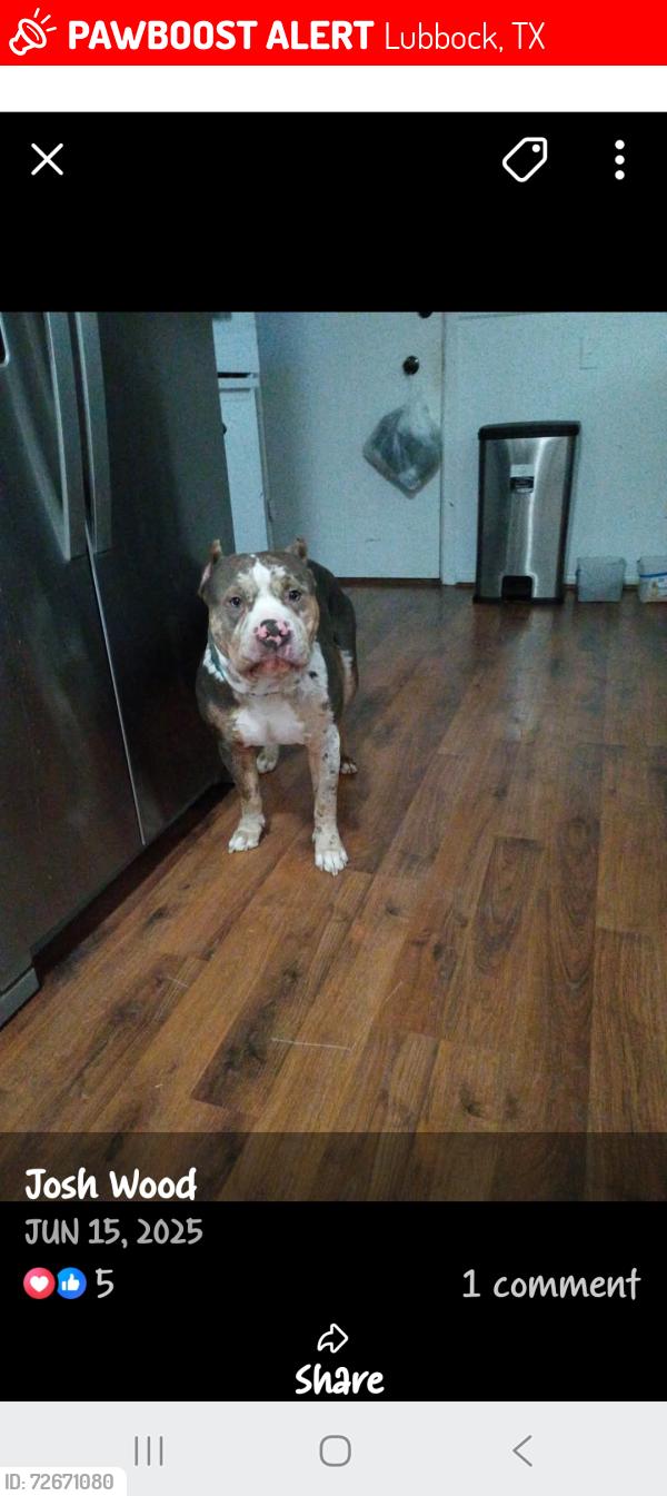 Lost Male Dog last seen BROWNFIELD ST Dylan apmts , Lubbock, TX 79416