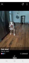 Lost Male Dog last seen BROWNFIELD ST Dylan apmts , Lubbock, TX 79416