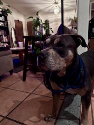 Found/Stray Unknown Dog last seen Seymour Park, Sacramento, CA 95831