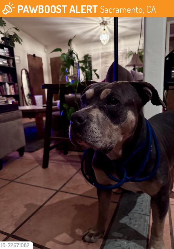 Found/Stray Unknown Dog last seen Seymour Park, Sacramento, CA 95831