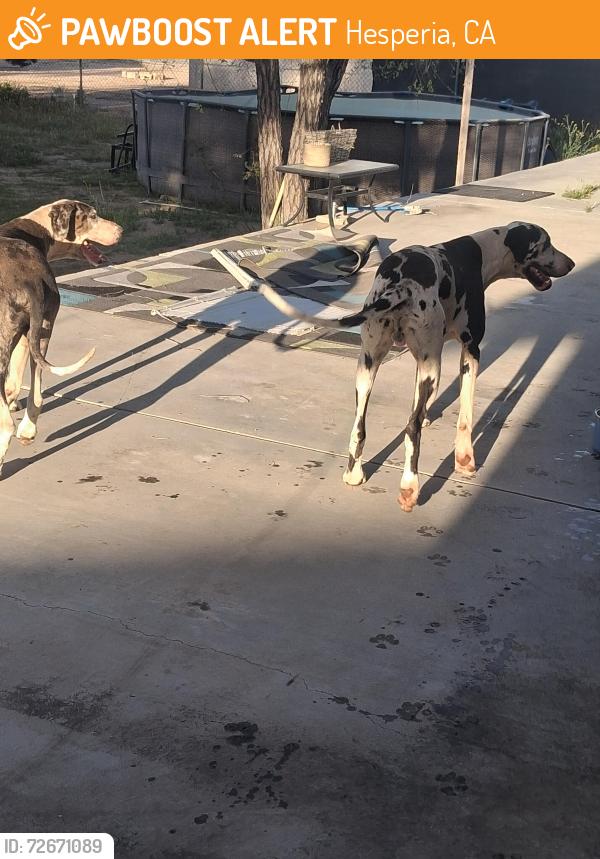 Found/Stray Male Dog last seen 11th x ranchero, Hesperia, CA 92340