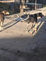 Found/Stray Male Dog last seen 11th x ranchero, Hesperia, CA 92340