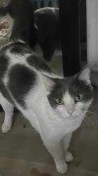 Lost Female Cat last seen Jubilee Ct & Ameria St, Roseville, CA 95747