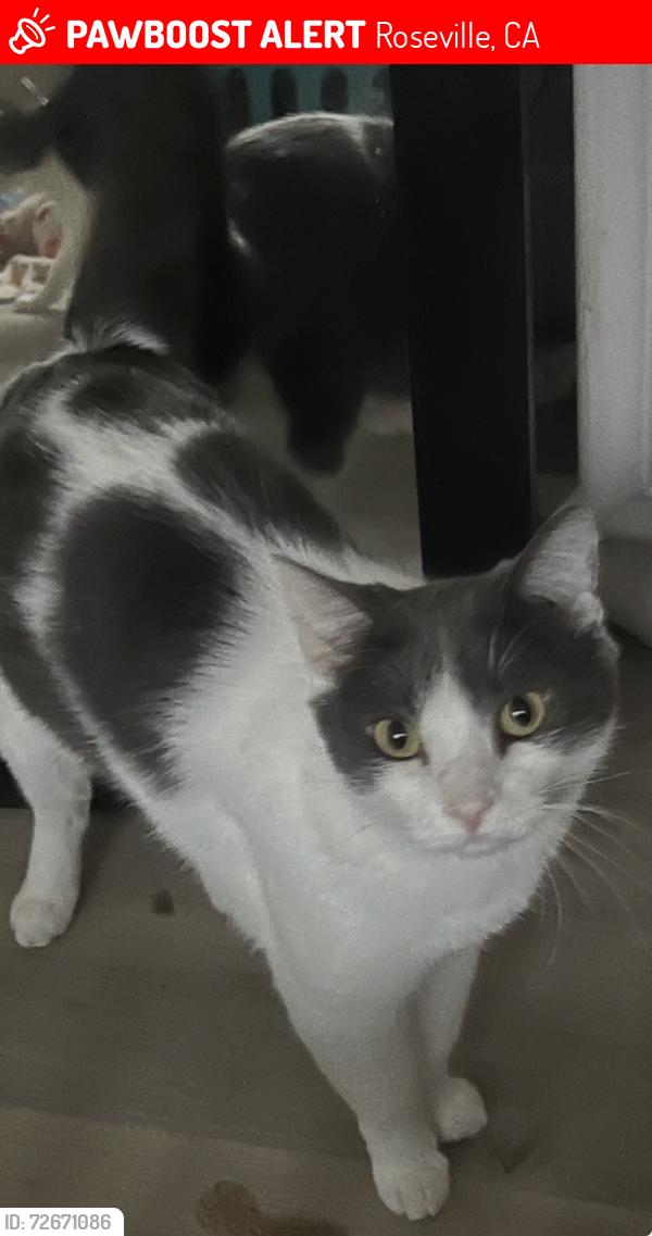 Lost Female Cat last seen Jubilee Ct & Ameria St, Roseville, CA 95747