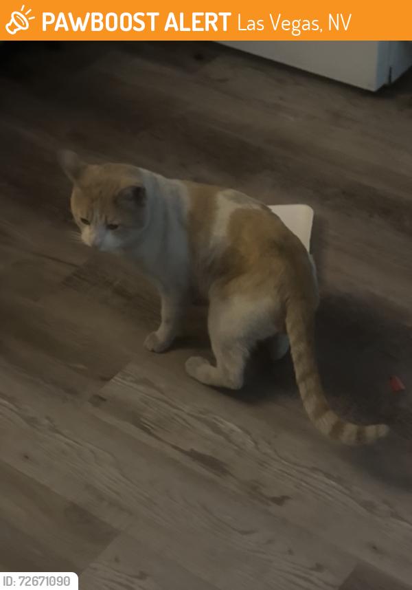 Found/Stray Male Cat last seen Donna street and Judson , Las Vegas, NV 89101