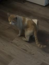 Found/Stray Male Cat last seen Donna street and Judson , Las Vegas, NV 89101