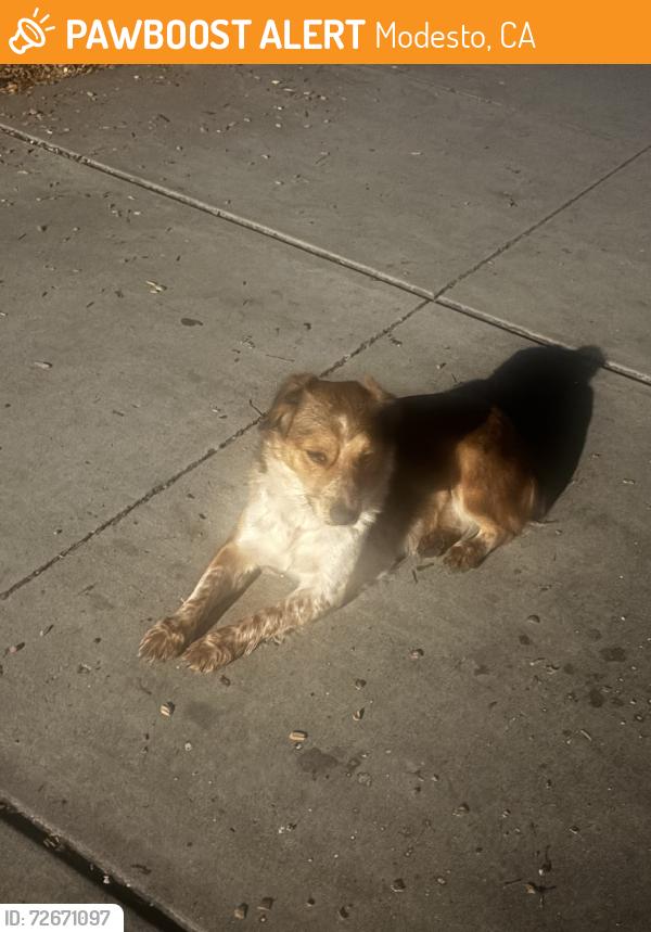 Found/Stray Female Dog last seen St salazar park, Modesto, CA 95358