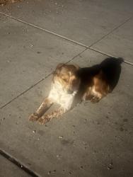 Found/Stray Female Dog last seen St salazar park, Modesto, CA 95358