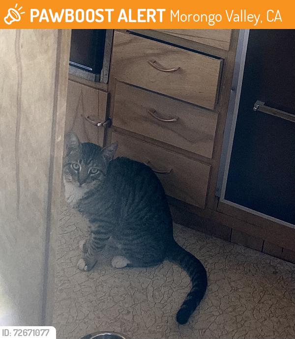 Found/Stray Unknown Cat last seen West of Juniper in Morongo Valley, Morongo Valley, CA 92256