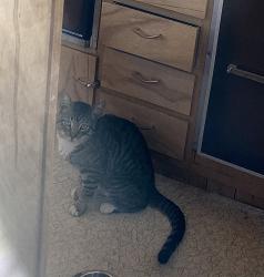 Found/Stray Unknown Cat last seen West of Juniper in Morongo Valley, Morongo Valley, CA 92256