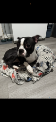 Lost Female Dog last seen Permmison ave and villa rd, Sebring, FL 33870