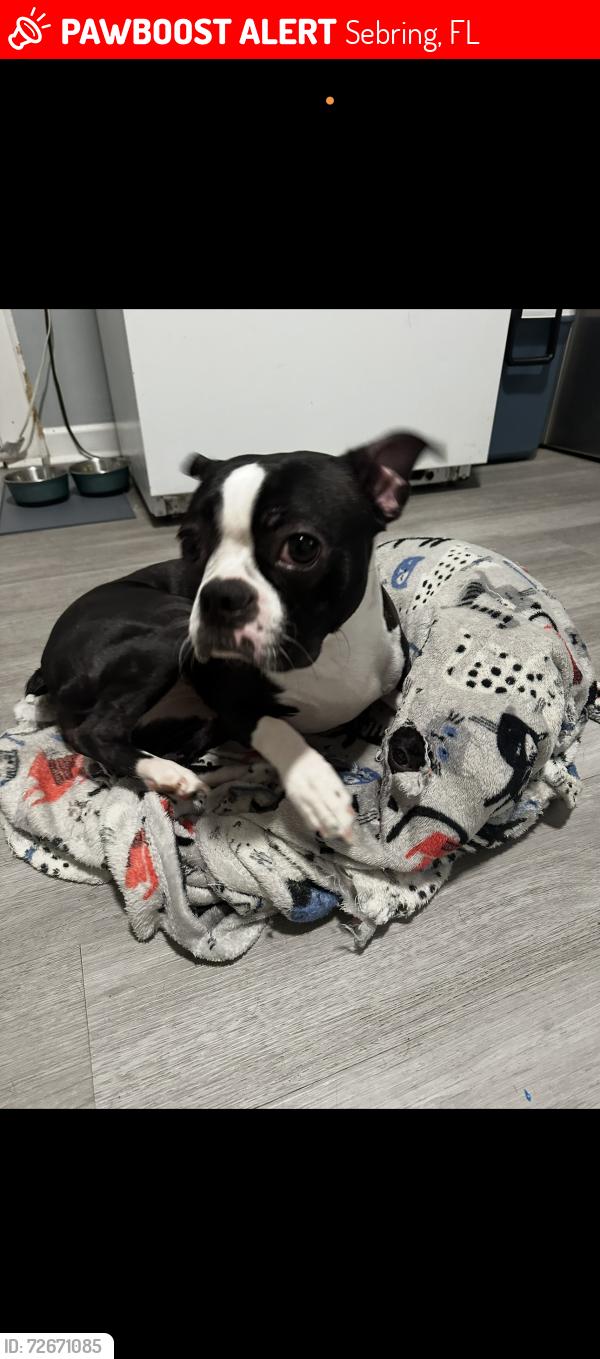 Lost Female Dog last seen Permmison ave and villa rd, Sebring, FL 33870