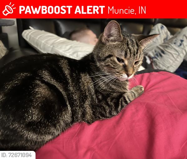 Lost Female Cat last seen Bethel Ave, Muncie, IN 47303