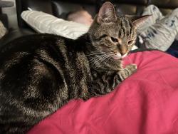 Lost Female Cat last seen Bethel Ave, Muncie, IN 47303