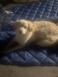 Found/Stray Unknown Dog last seen St salazar park, Modesto, CA 95358