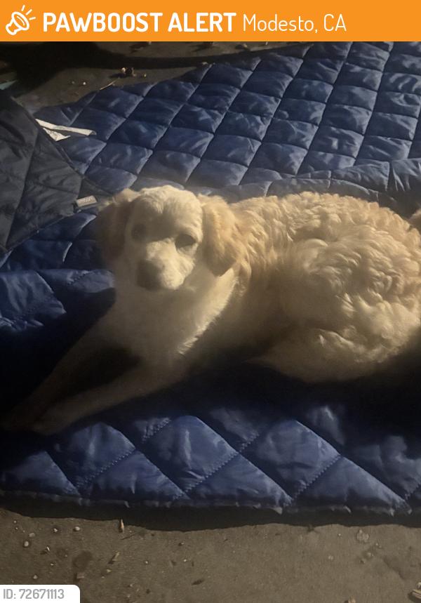 Found/Stray Unknown Dog last seen St salazar park, Modesto, CA 95358