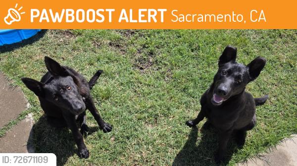Found/Stray Unknown Dog last seen Rimrock Dr and Florin Rd, Sacramento, CA 95828