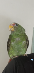 Lost Male Bird last seen Near avenida Anza end Geary , San Francisco, CA 94118