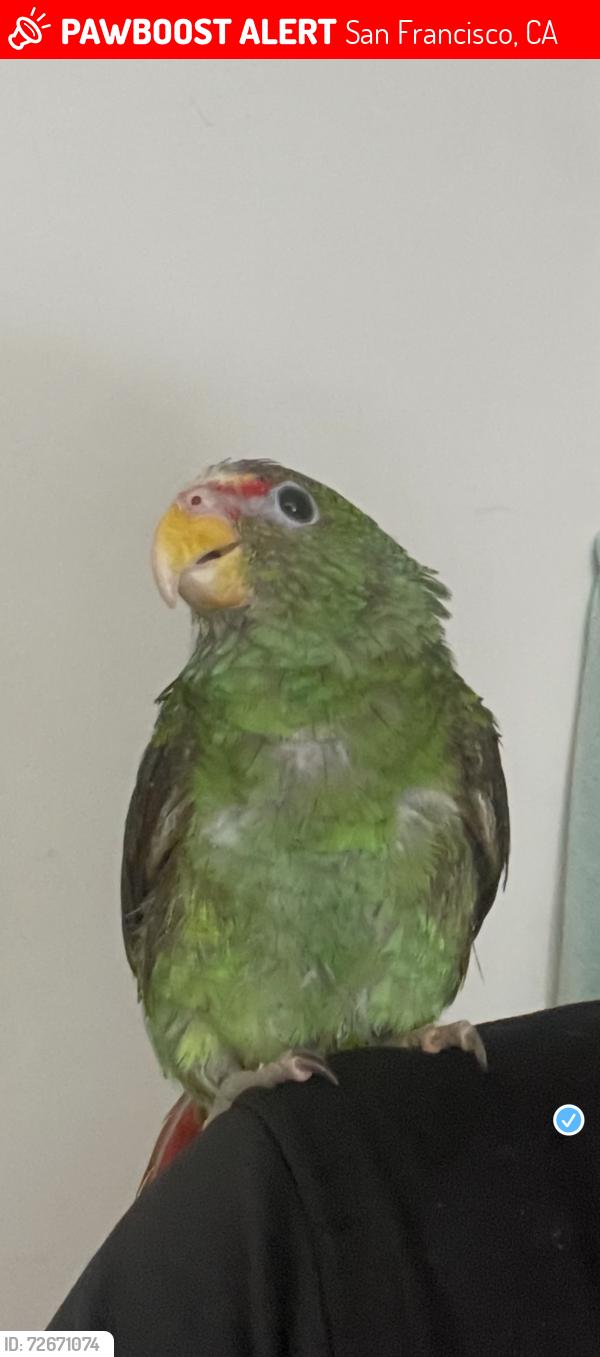Lost Male Bird last seen Near avenida Anza end Geary , San Francisco, CA 94118