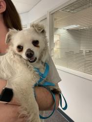 Found/Stray Male Dog last seen Stockdale Christian , Bakersfield, CA 93309