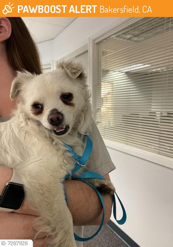 Found/Stray Male Dog last seen Stockdale Christian , Bakersfield, CA 93309