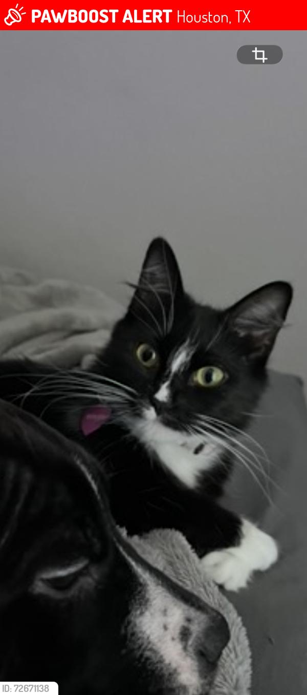 Lost Female Cat last seen Dow rd, Houston, TX 77040